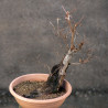 Carpinus betulus - B3419