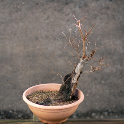 Carpinus betulus - B3419