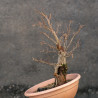 Carpinus betulus - B3419