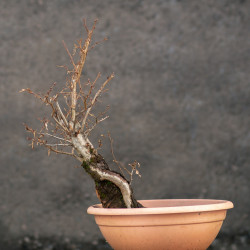 Carpinus betulus - B3419