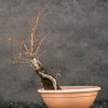 Carpinus betulus - B3419