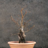 Carpinus betulus - B3419