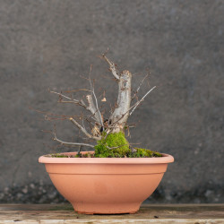 Carpinus betulus - B3422