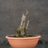 Carpinus betulus - B3422