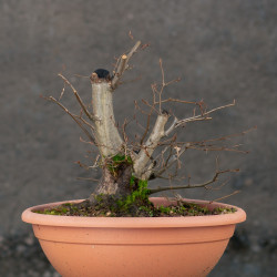Carpinus betulus - B3422