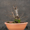 Carpinus betulus - B3422