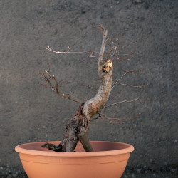 Carpinus betulus - B3424