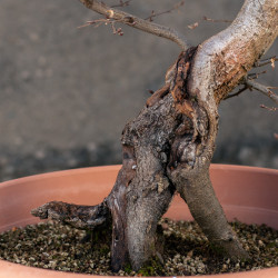 Carpinus betulus - B3424