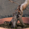 Carpinus betulus - B3424