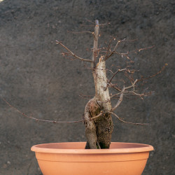 Carpinus betulus - B3424