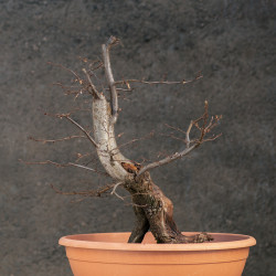 Carpinus betulus - B3424