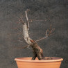 Carpinus betulus - B3424