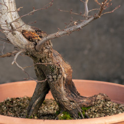 Carpinus betulus - B3424