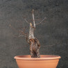 Carpinus betulus - B3424