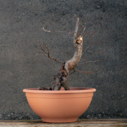 Carpinus betulus - B3424