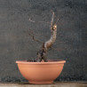 Carpinus betulus - B3424