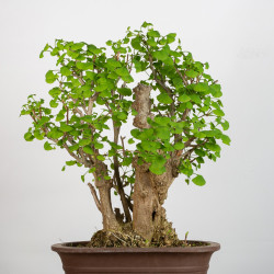 Ginkgo biloba - B3559