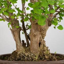 Ginkgo biloba - B3559