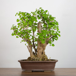 Ginkgo biloba - B3559