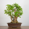 Ginkgo biloba - B3559