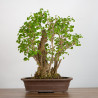 Ginkgo biloba - B3559