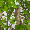 Ginkgo biloba - B3559