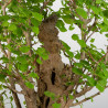 Ginkgo biloba - B3559