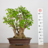 Ginkgo biloba - B3559