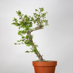 Crataegus monogyna - B3561