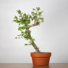 Crataegus monogyna - B3561