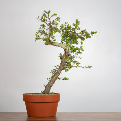 Crataegus monogyna - B3561