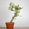 Crataegus monogyna - B3561