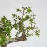 Crataegus monogyna - B3561