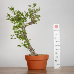 Crataegus monogyna - B3561