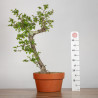 Crataegus monogyna - B3561