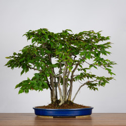 Carpinus japonica - B3596