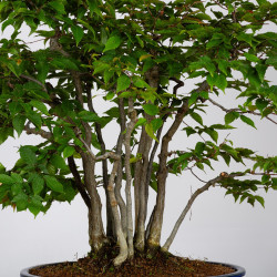 Carpinus japonica - B3596