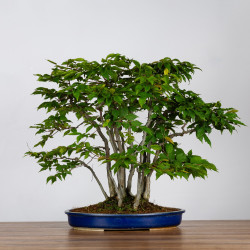 Carpinus japonica - B3596