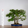 Carpinus japonica - B3596