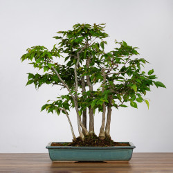 Carpinus japonica - B3597