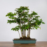 Carpinus japonica - B3597