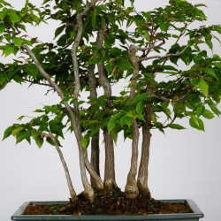 Carpinus japonica - B3597