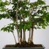 Carpinus japonica - B3597