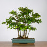 Carpinus japonica - B3597