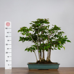 Carpinus japonica - B3597