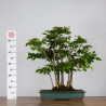 Carpinus japonica - B3597