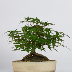 Acer palmatum yamamomiji -...