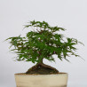Acer palmatum yamamomiji - B3624