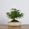 Acer palmatum yamamomiji - B3624