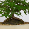 Acer palmatum yamamomiji - B3624